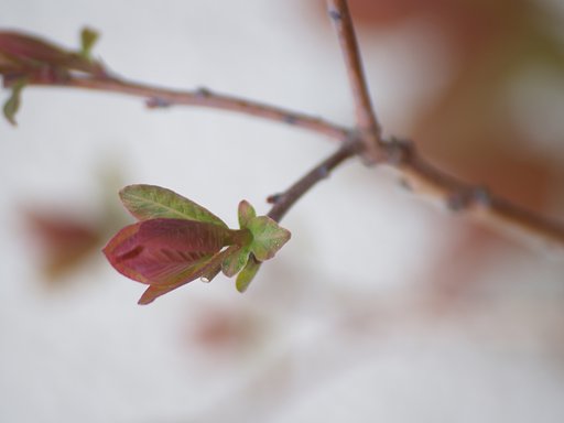 蕾
