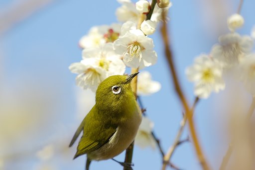 ウメジロ