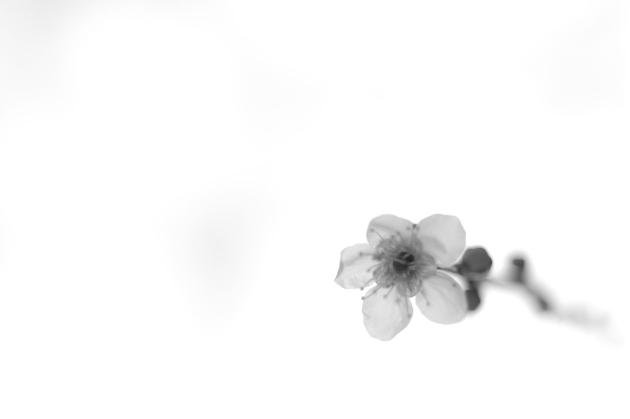 薄墨花