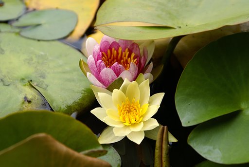 【写楽】蓮の華