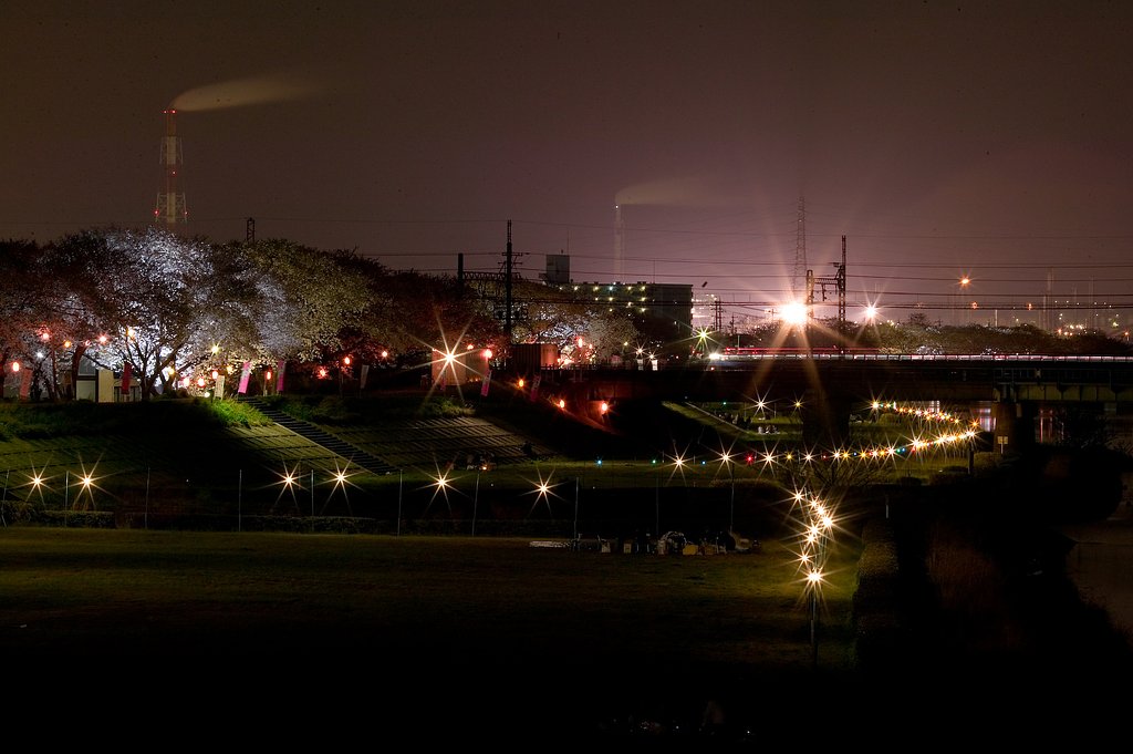 夜桜と光