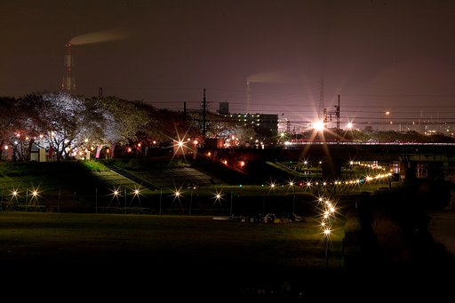 夜桜と光