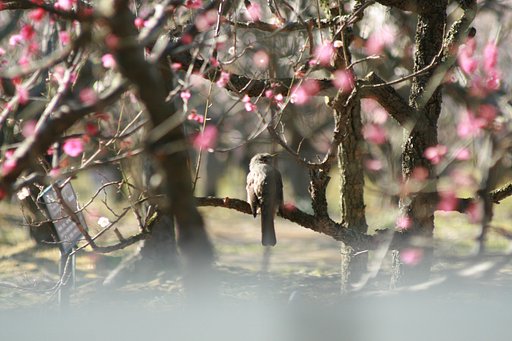 のんびり