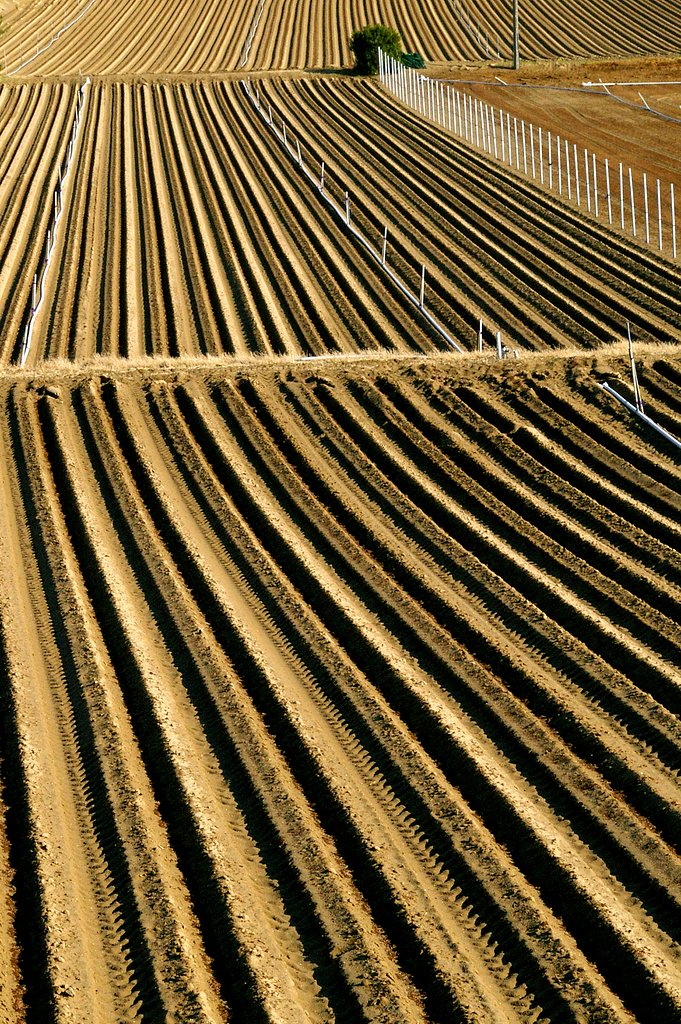 Art of a field