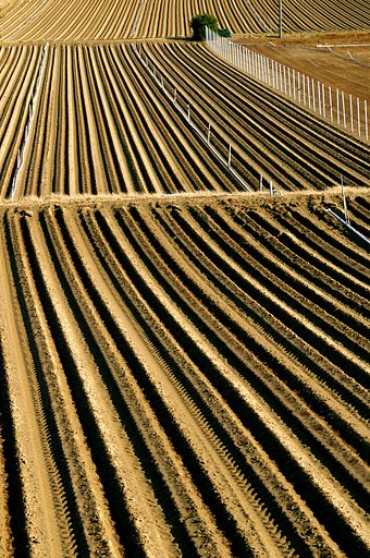 Art of a field