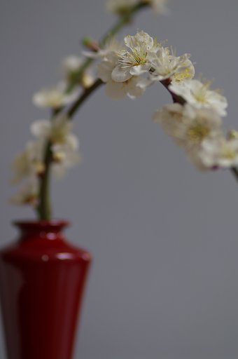 花瓶「辰砂」と白梅