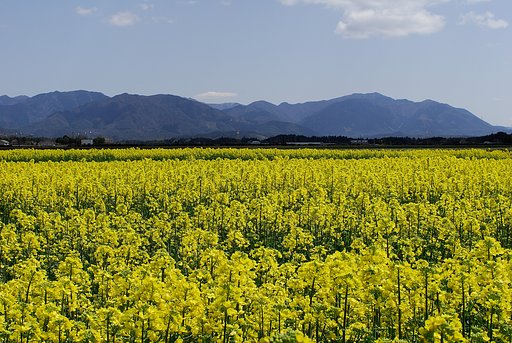 菜の花畑