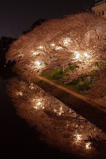夜桜