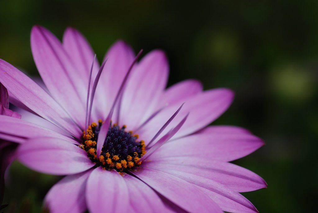 なんて花？