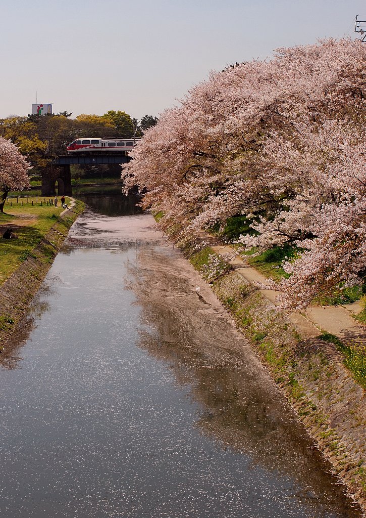 岡崎公園の桜