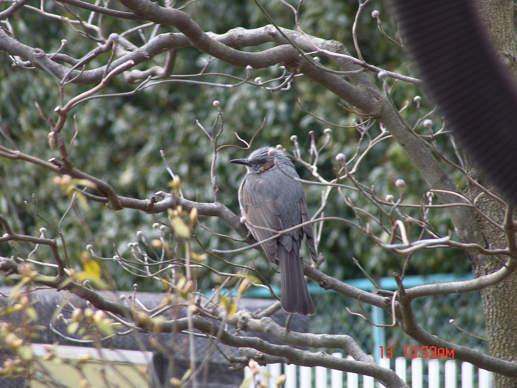 野鳥が飛来