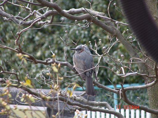 野鳥が飛来