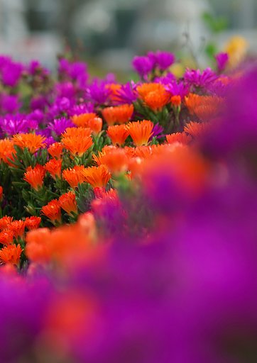 鮮やか過ぎる花壇