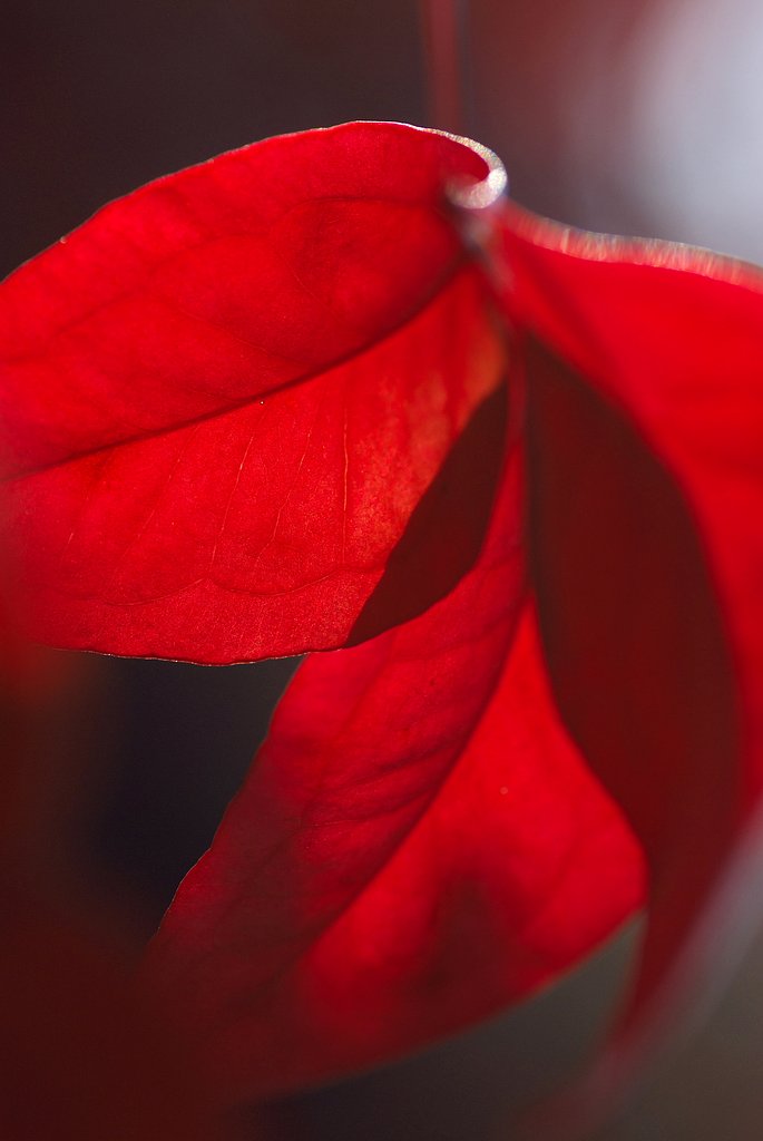 Red Shadow