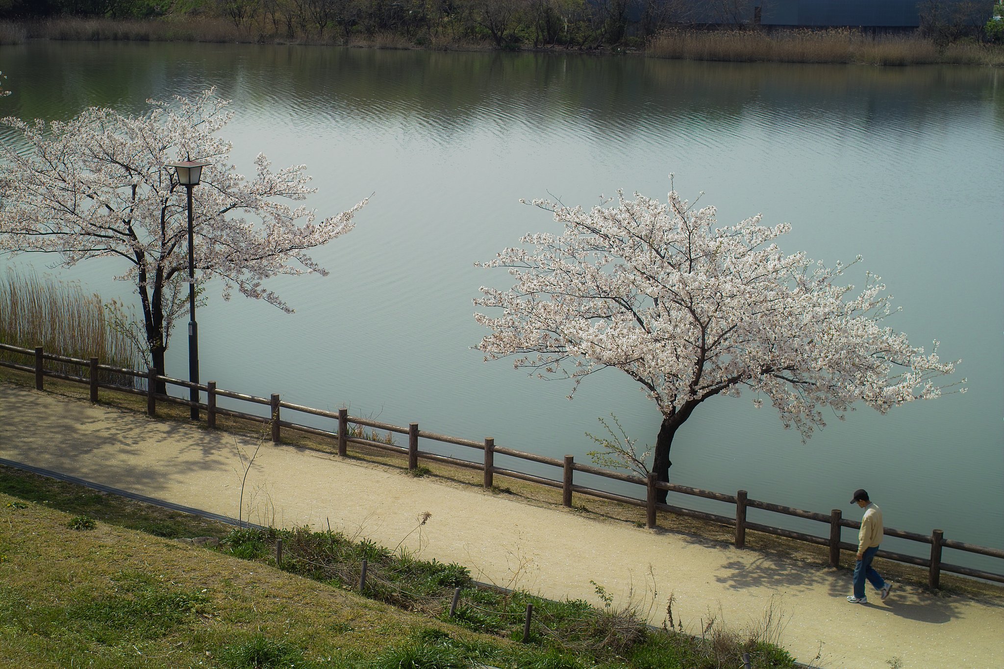 今日の桜