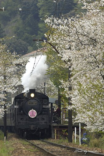 大和田桜の中を