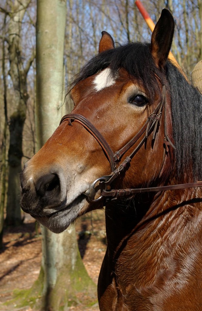 HORSE