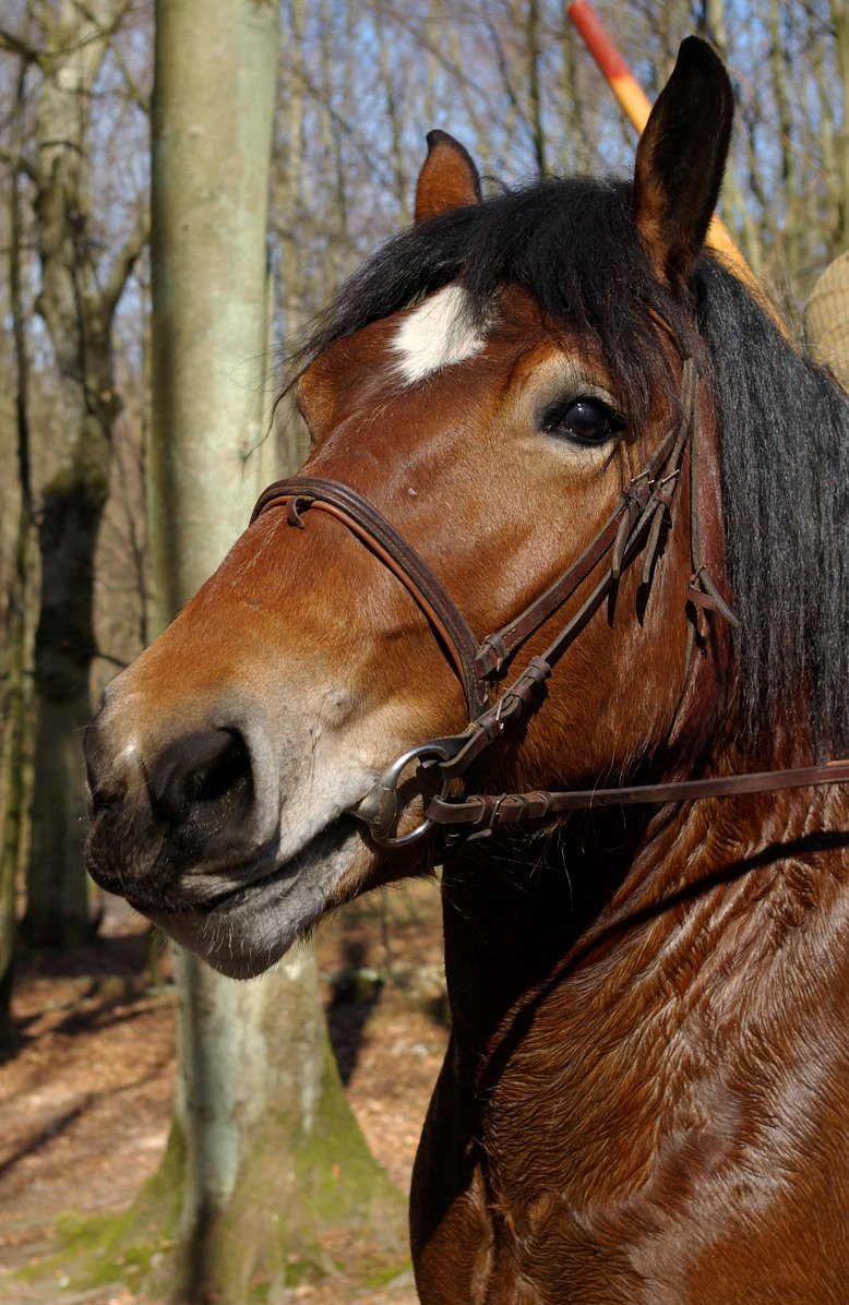 HORSE