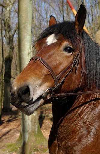 HORSE