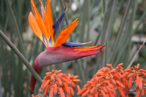 【花】鳥に似ている花