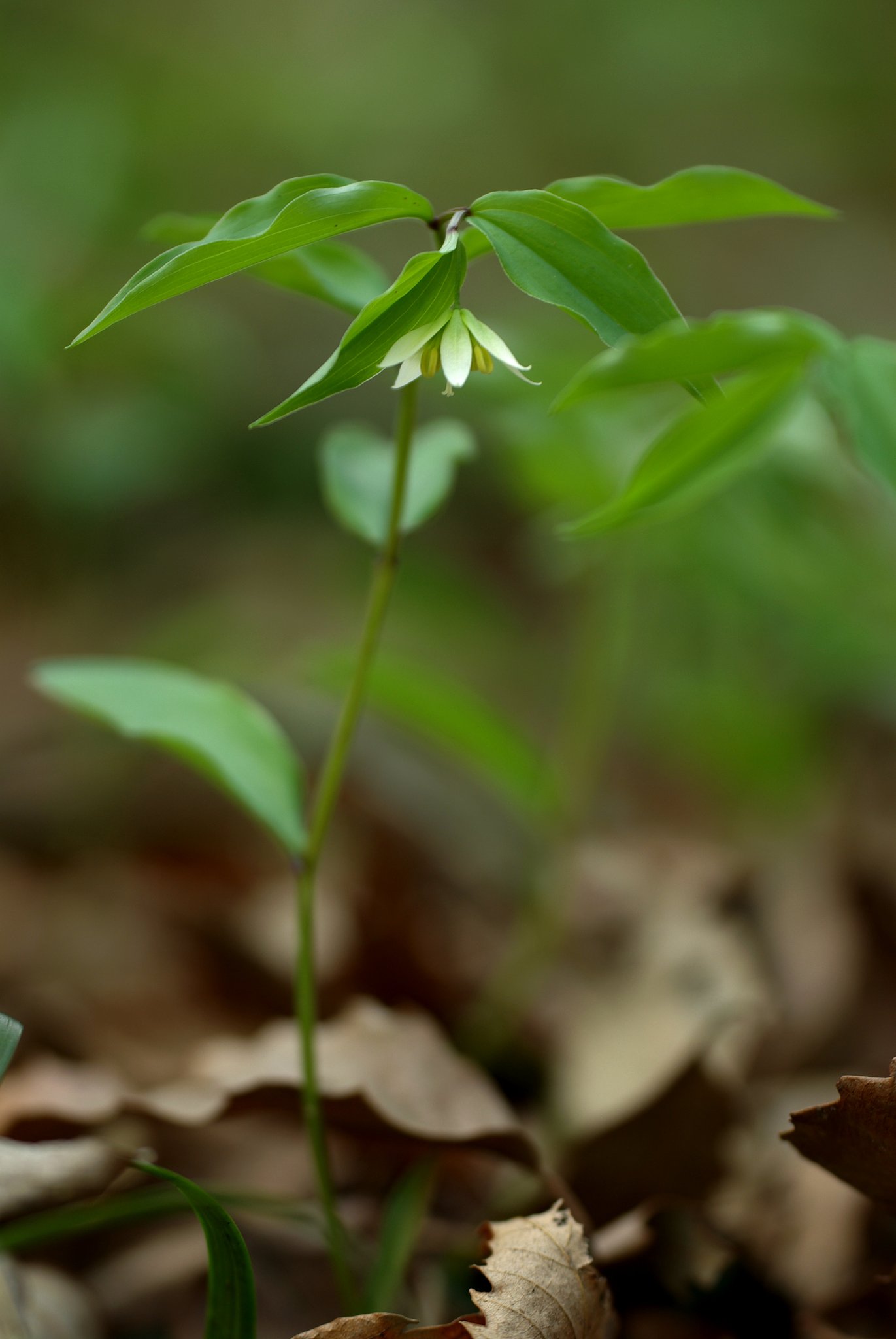 樹林の陰で
