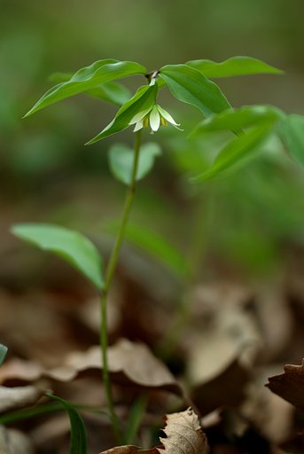樹林の陰で
