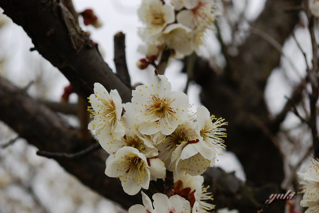 白い花の撮影
