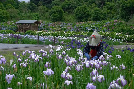 横須賀菖蒲苑