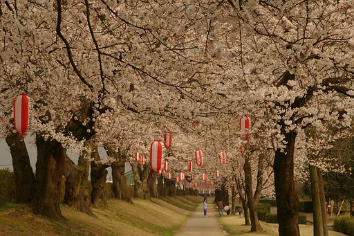 桜のトンネルで