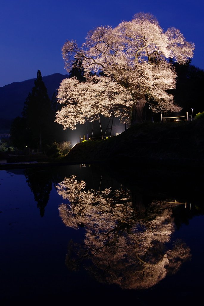 要害桜