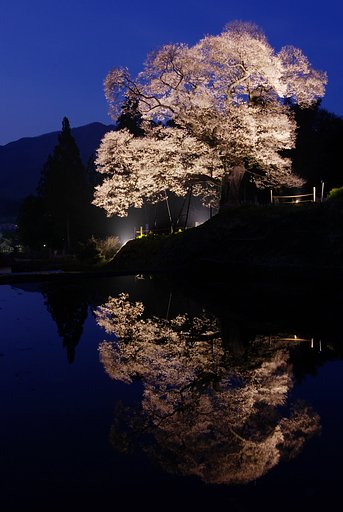 要害桜
