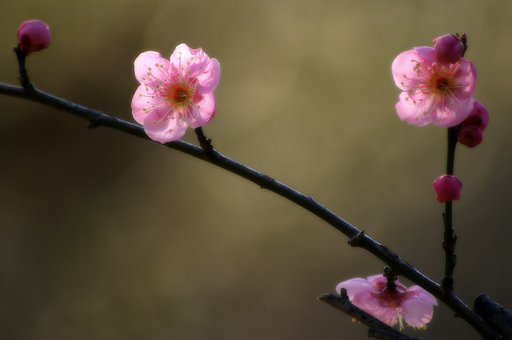 柔らかな季節