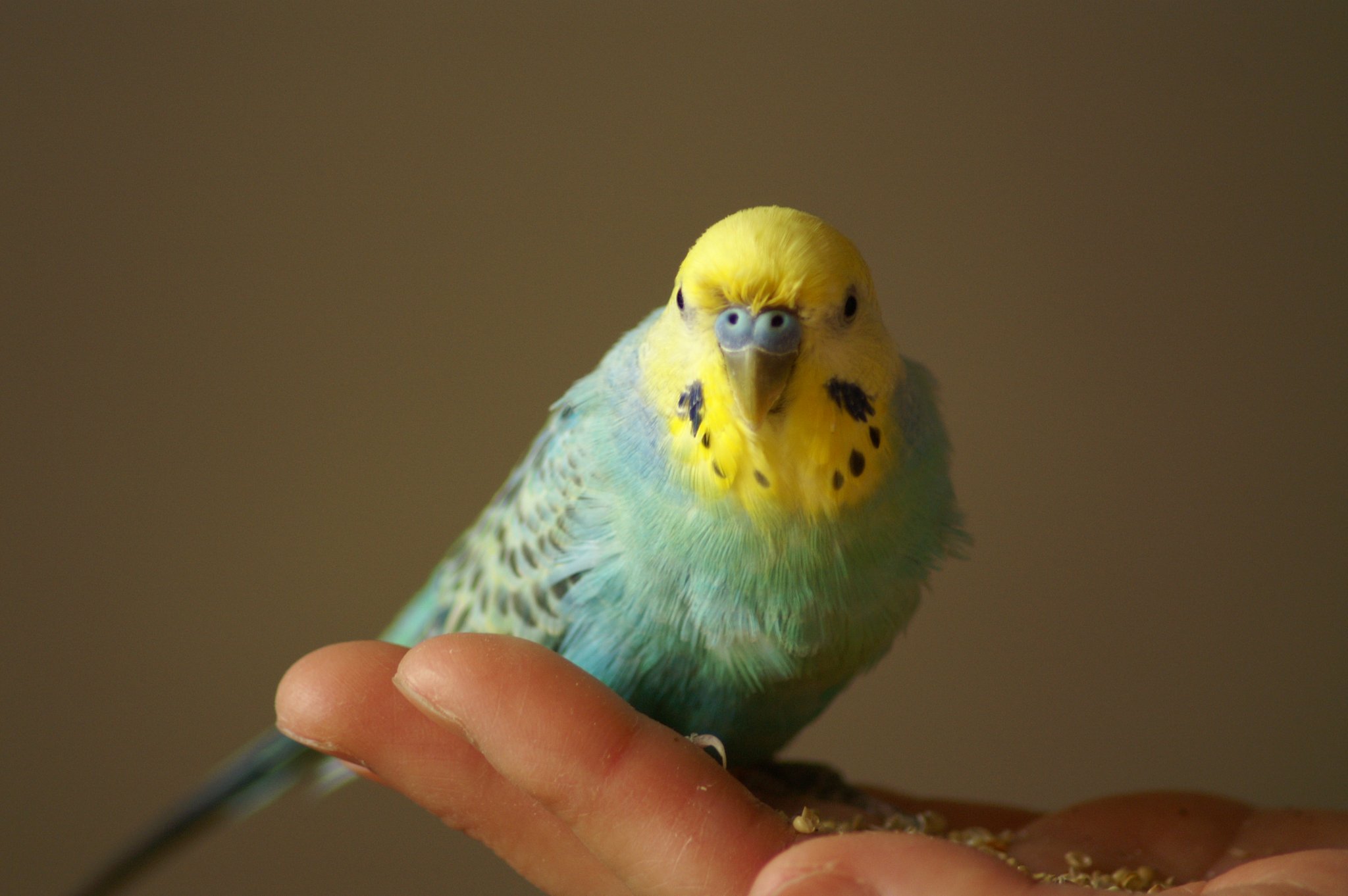 【愛】老鳥