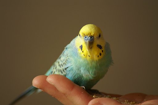 【愛】老鳥