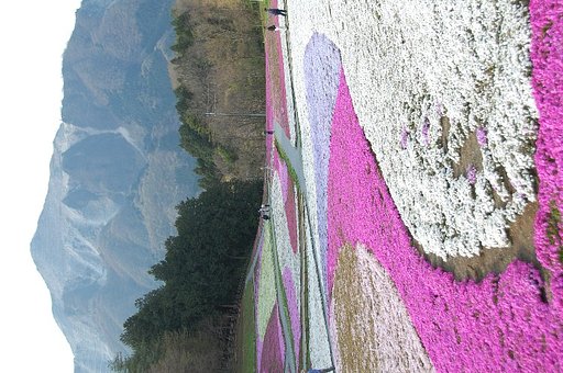 秩父芝桜
