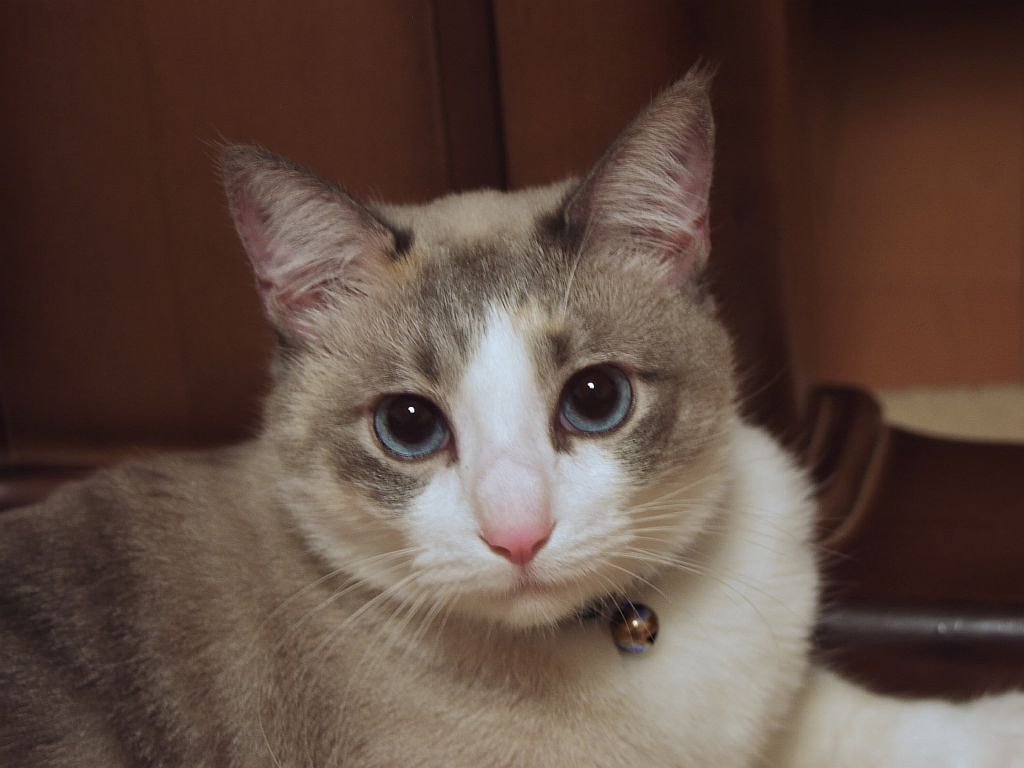 またまた家の猫でも^^;
