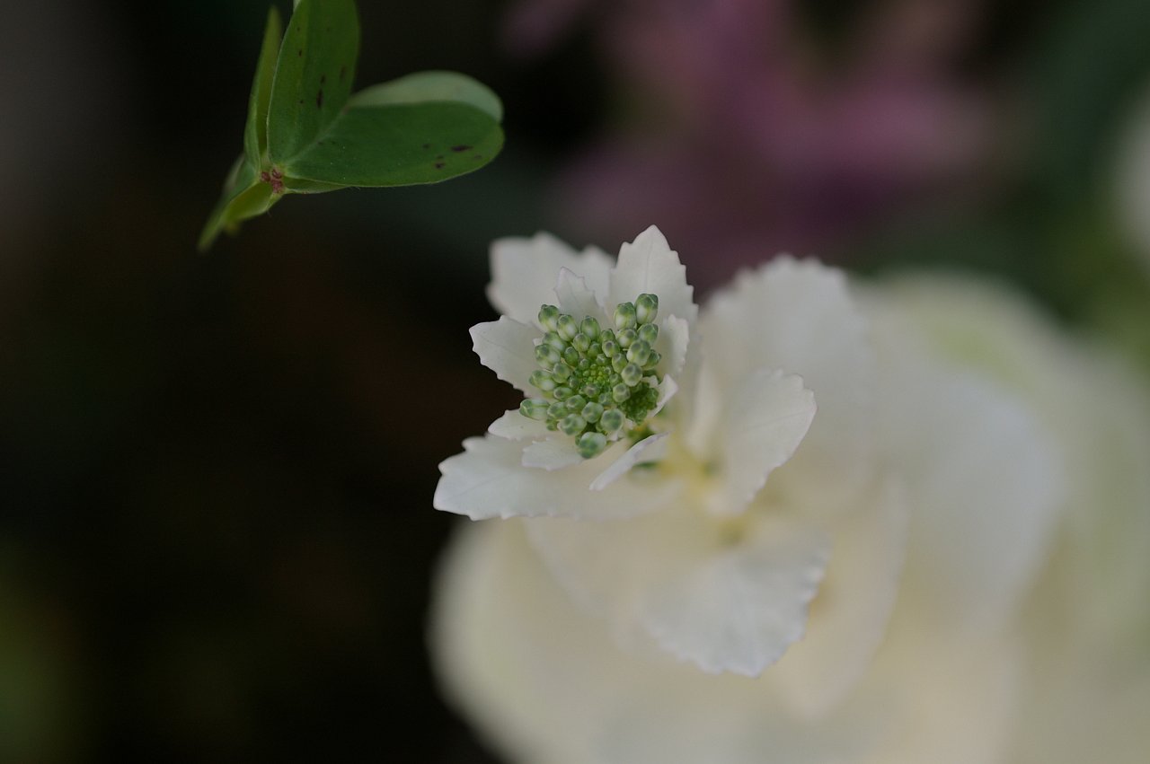 裏通りにも花が咲く