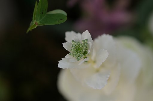 裏通りにも花が咲く