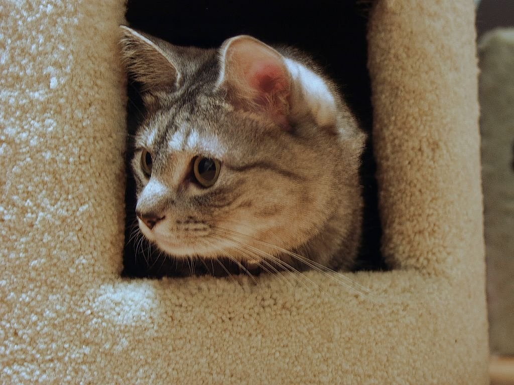 わが家のサバ猫^^;