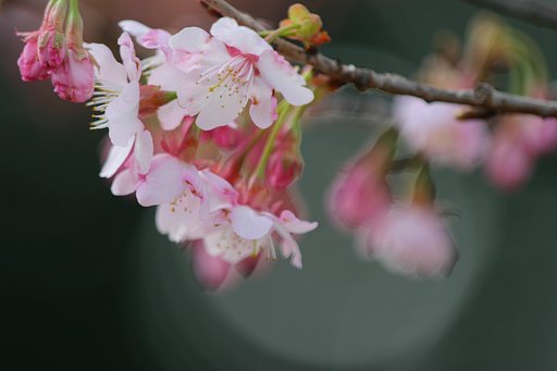 寒桜