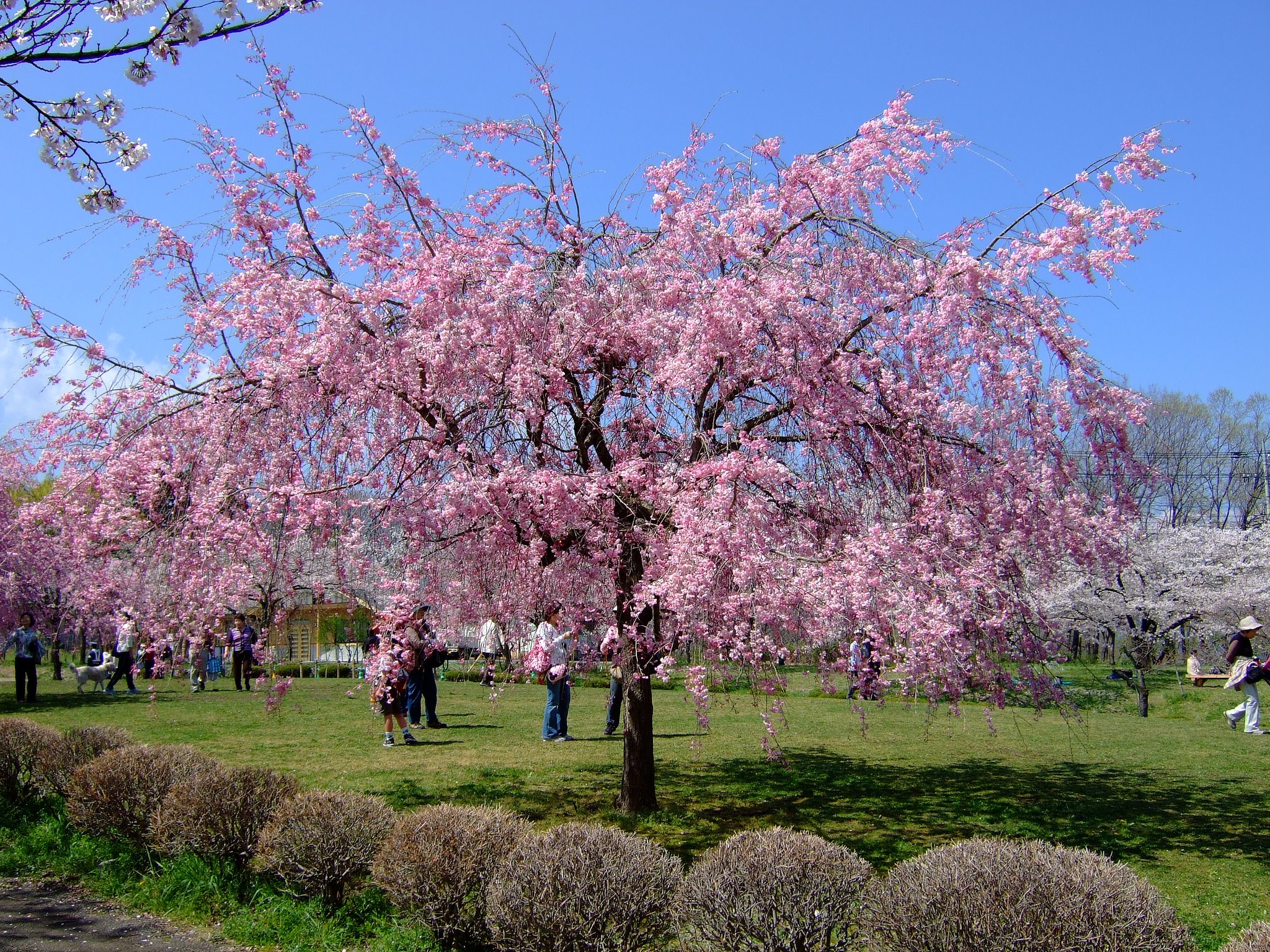 しだれ桜・・・