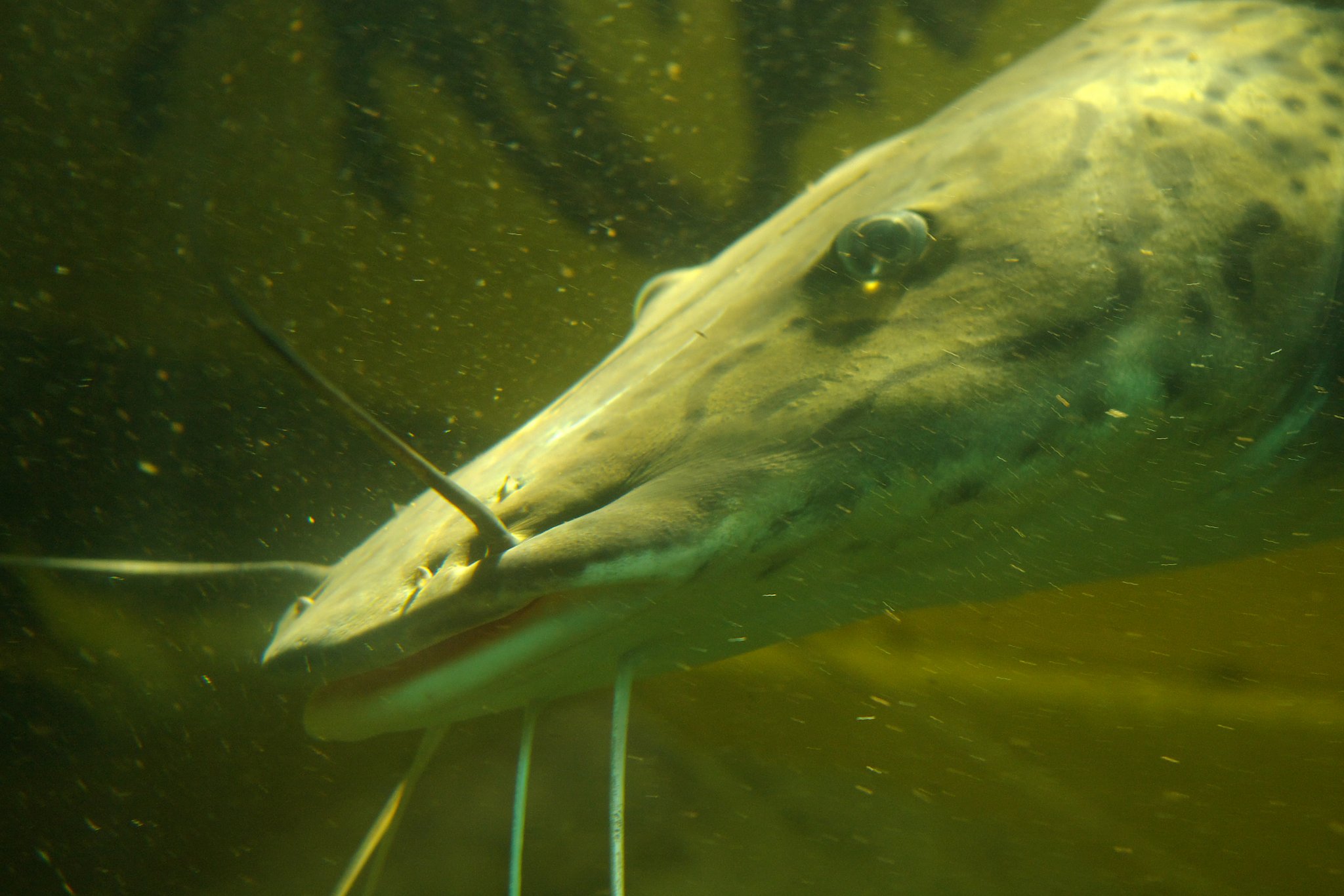 The fish of sums
