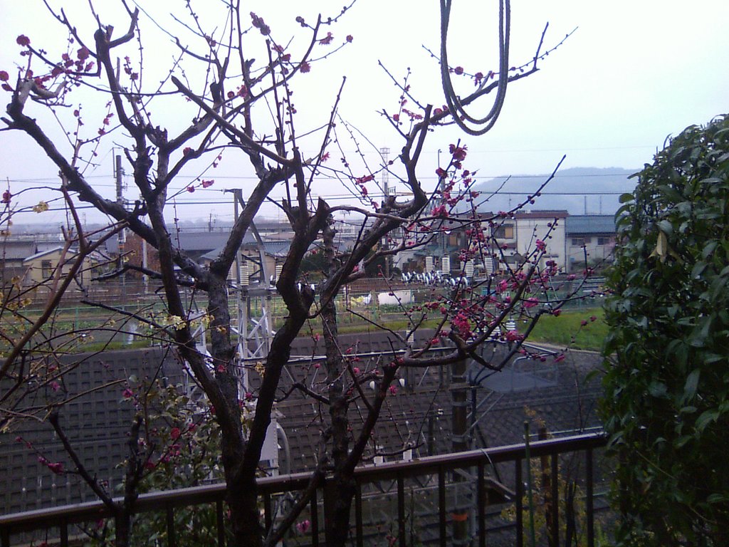 Ｗ４７Ｔで撮りました