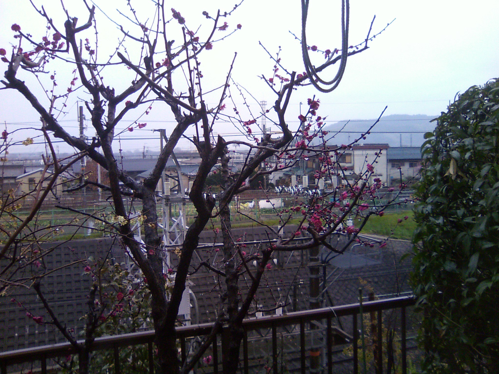 Ｗ４７Ｔで撮りました