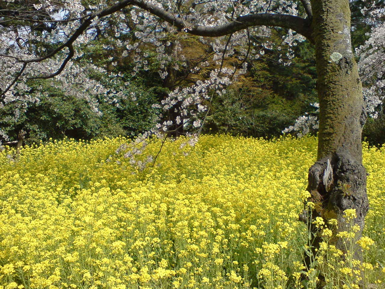 春の花