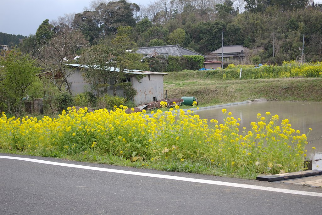 菜の花