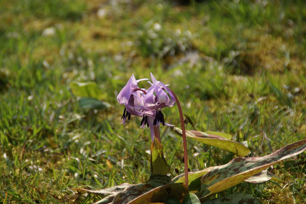 カタクリの花