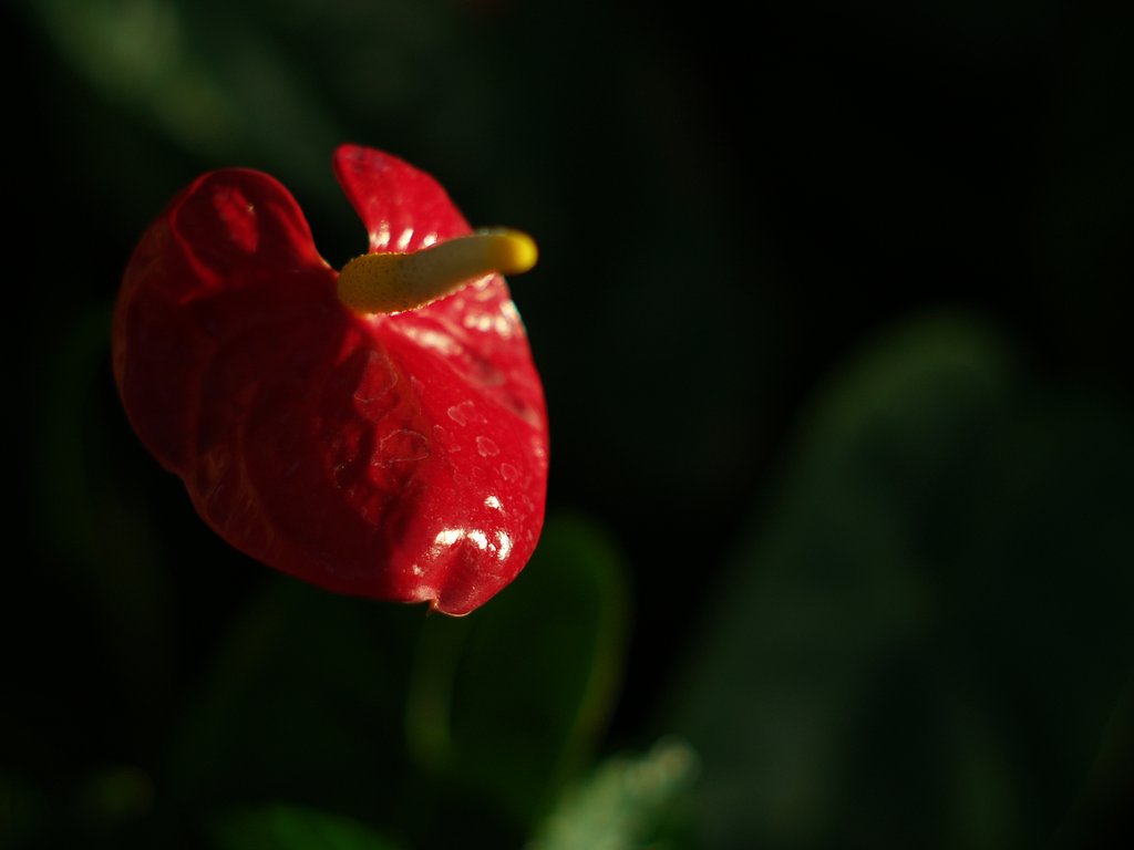 【花】本物