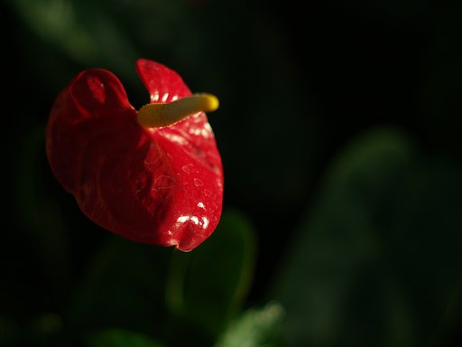 【花】本物