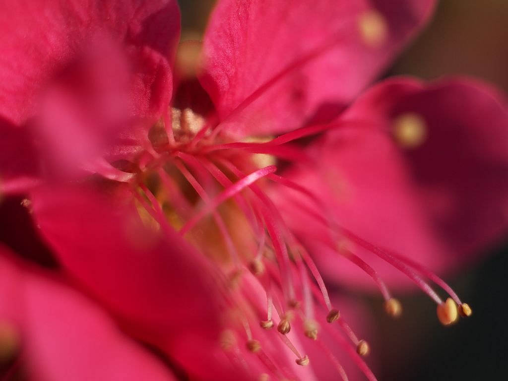 紅梅